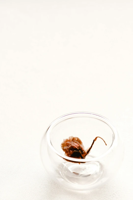 a small plant in a glass bowl on a white surface, a macro photograph, by Jesper Knudsen, minimalism, bee, brown haired, 15081959 21121991 01012000 4k