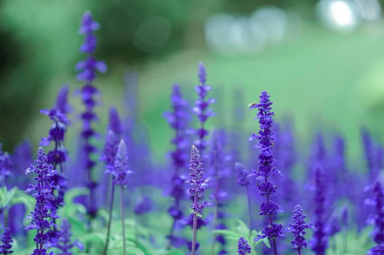 a field of purple flowers with a blurry background, pexels contest winner, salvia, desaturated blue, mint, wide screenshot