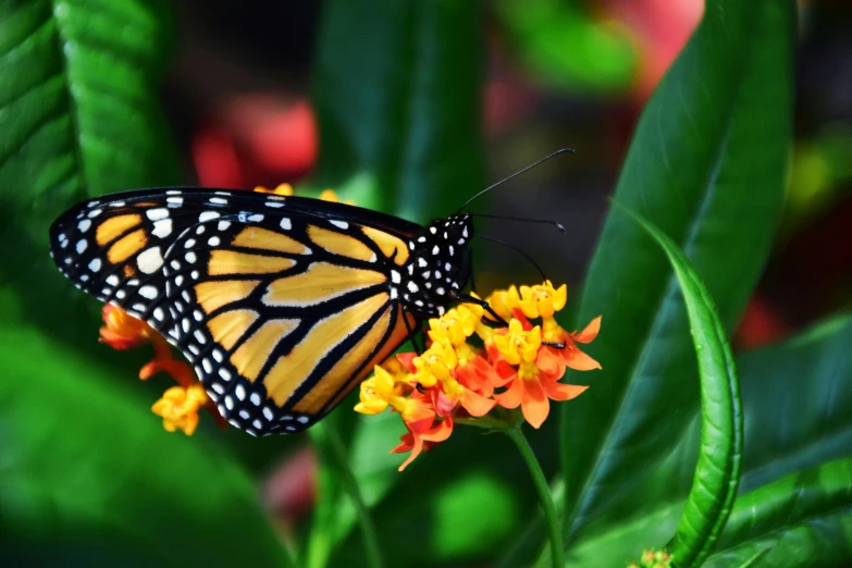 a close up of a butterfly on a flower, pexels contest winner, monarch butterflies, colorful tropical plants, avatar image