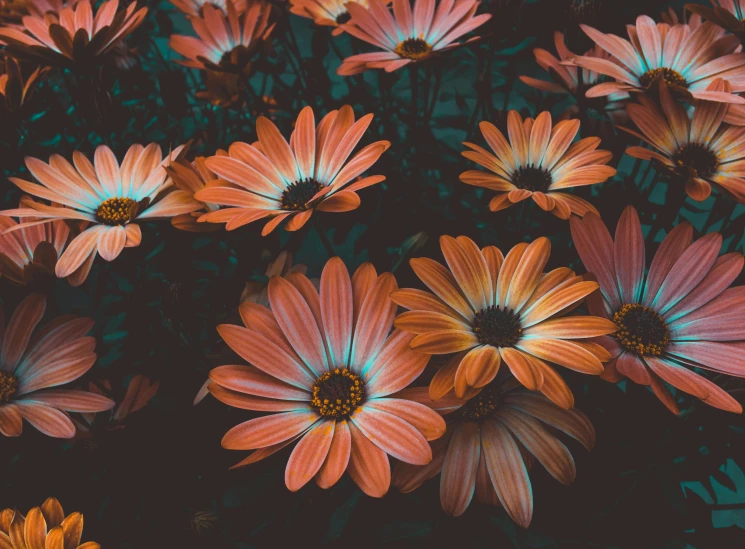 a bunch of orange flowers sitting on top of a lush green field, a colorized photo, inspired by Elsa Bleda, pexels contest winner, chrysanthemum eos-1d, dark hues, multicolored, instagram picture