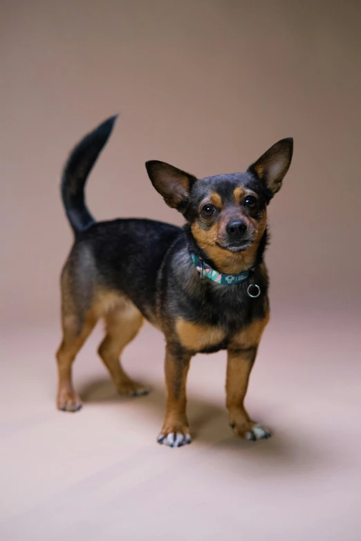 a small black and brown dog standing in a room, by Nancy Graves, trending on unsplash, photorealism, teal studio backdrop, square, slightly buck - toothed, jen atkin