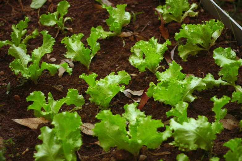 lettuce growing in a container on the ground, by Elizabeth Durack, teaser, rows of lush crops, eating, plant sap