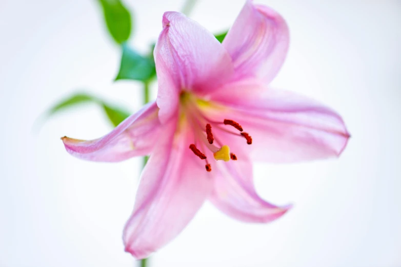 a close up of a pink flower in a vase, stargazer, set against a white background, shot on sony a 7 iii, lily flower