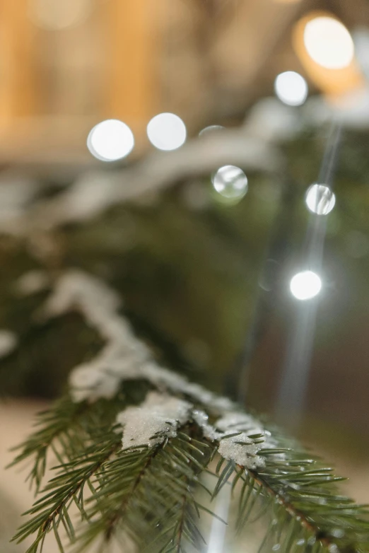 a close up of a branch of a tree with lights in the background, by Eero Snellman, snow outside the windows, festive, reflection of led lights, spruce trees