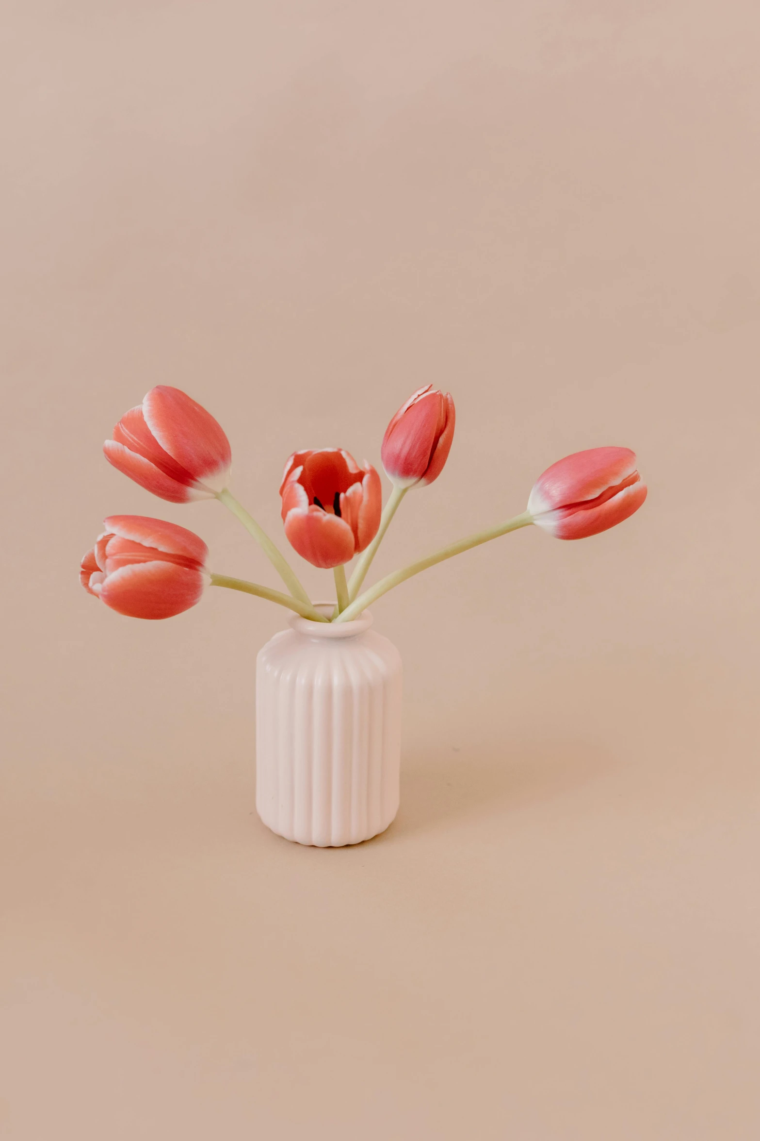 a white vase with pink tulips in it, a 3D render, unsplash contest winner, soft red tone colors, miniature product photo, fully posable, jen atkin