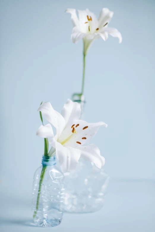 two white flowers are in a clear vase, a still life, unsplash, lily flower, pastel blue, shot with sony alpha, made out of glass