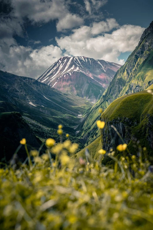 a mountain range with yellow flowers in the foreground, by Muggur, pexels contest winner, renaissance, lush valley, snowy mountain, slavic features, cinematic still