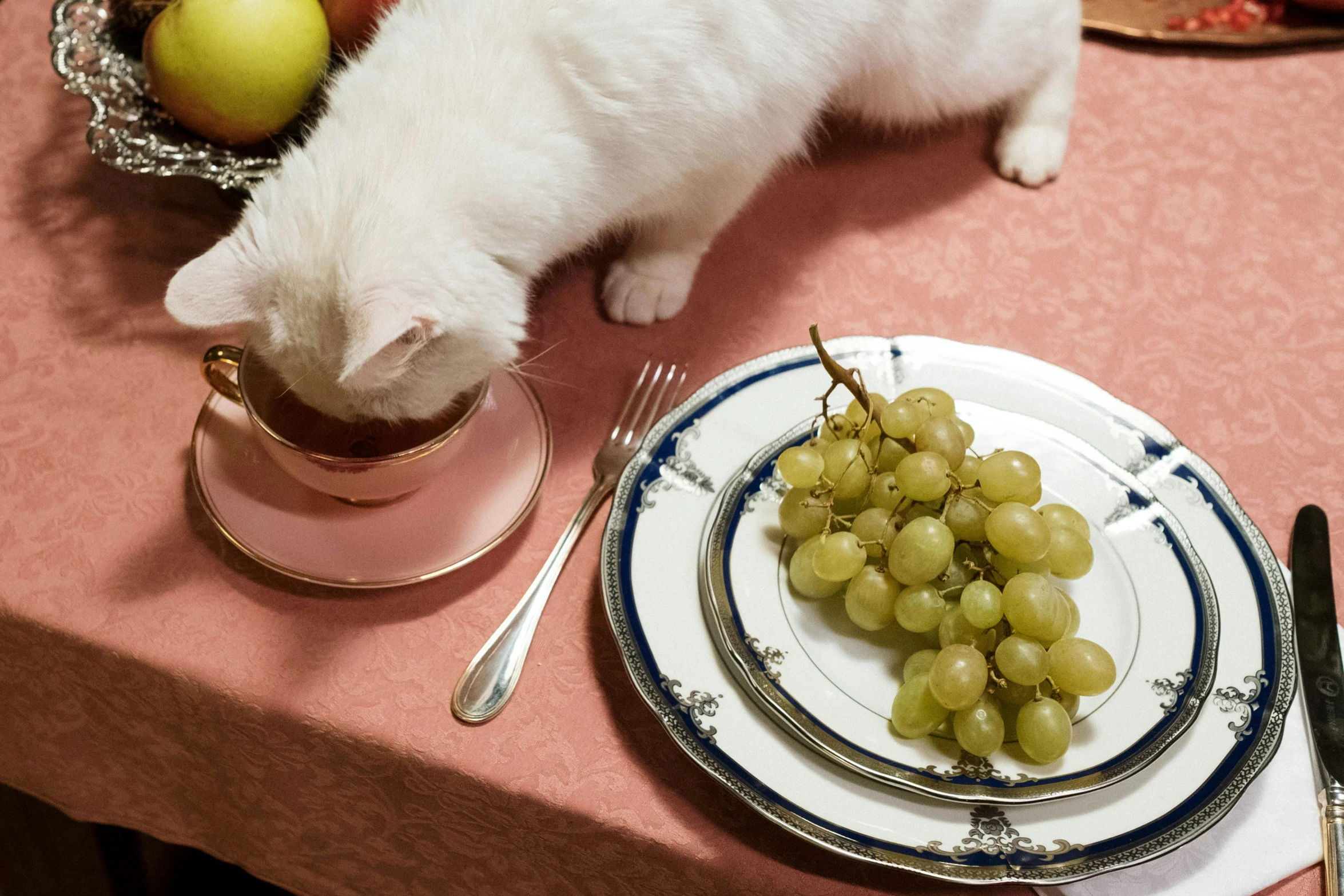 a white cat standing on top of a table next to a plate of grapes, tea party, promo image, getty images, having an awkward dinner date