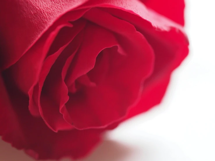 a close up of a red rose on a white surface, by Julian Allen, soft skin, carefully crafted, zoomed in