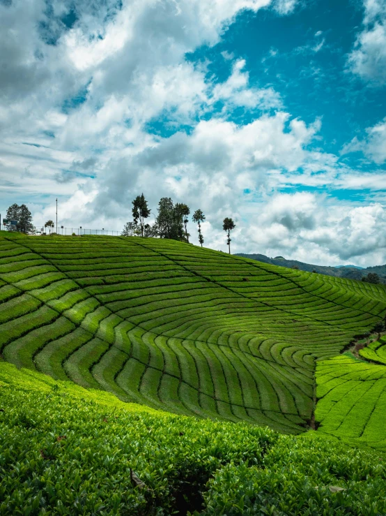 a group of people standing on top of a lush green hillside, pexels contest winner, sumatraism, green tea, square, avatar image, stacked image