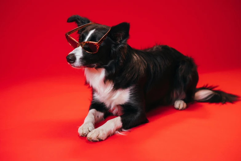 a black and white dog wearing sunglasses on a red background, pexels contest winner, bauhaus, border collie, wearing gold glasses, lying down, full length shot