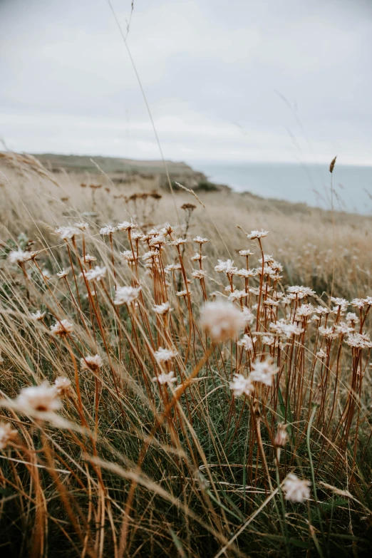 a field full of tall grass next to the ocean, by Jessie Algie, trending on unsplash, romanticism, brown flowers, chamomile, autumn wind, high quality photo