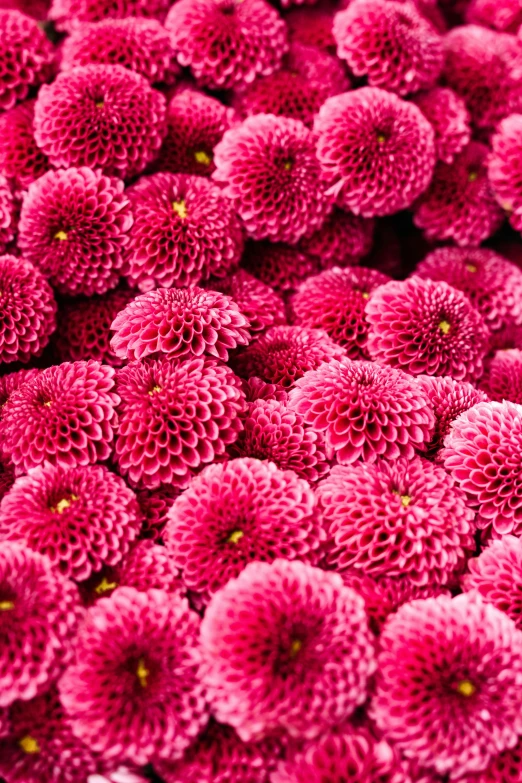 a close up of a bunch of pink flowers, spherical, repetitive, best selling, ballard