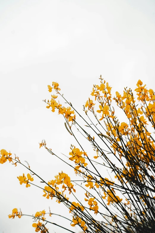 a bunch of yellow flowers sitting on top of a tree, inspired by Wu Wei, unsplash, minimalism, overcast gray skies, orchid, vietnam, ocher details