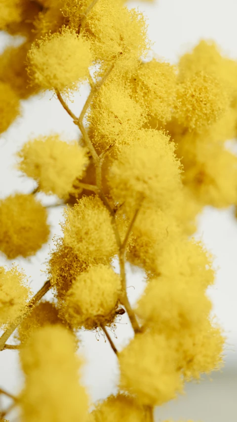 a close up of a bunch of yellow flowers, inspired by William Yellowlees, hurufiyya, model trees, volumetric dust, microscopic detail, detailed product shot