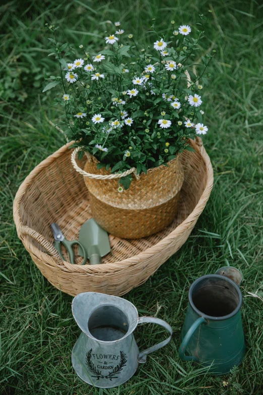 a basket filled with flowers sitting on top of a lush green field, tools, next to a plant, chamomile, carrying a tray