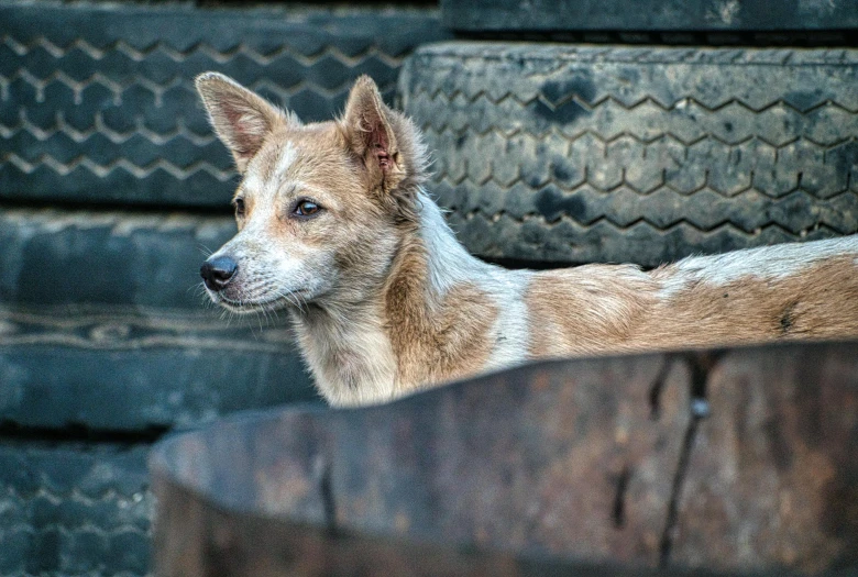 a brown and white dog sitting next to a pile of tires, by Adam Marczyński, pexels contest winner, near his barrel home, pale pointed ears, a dingo mascot, portrait of a slightly rusty