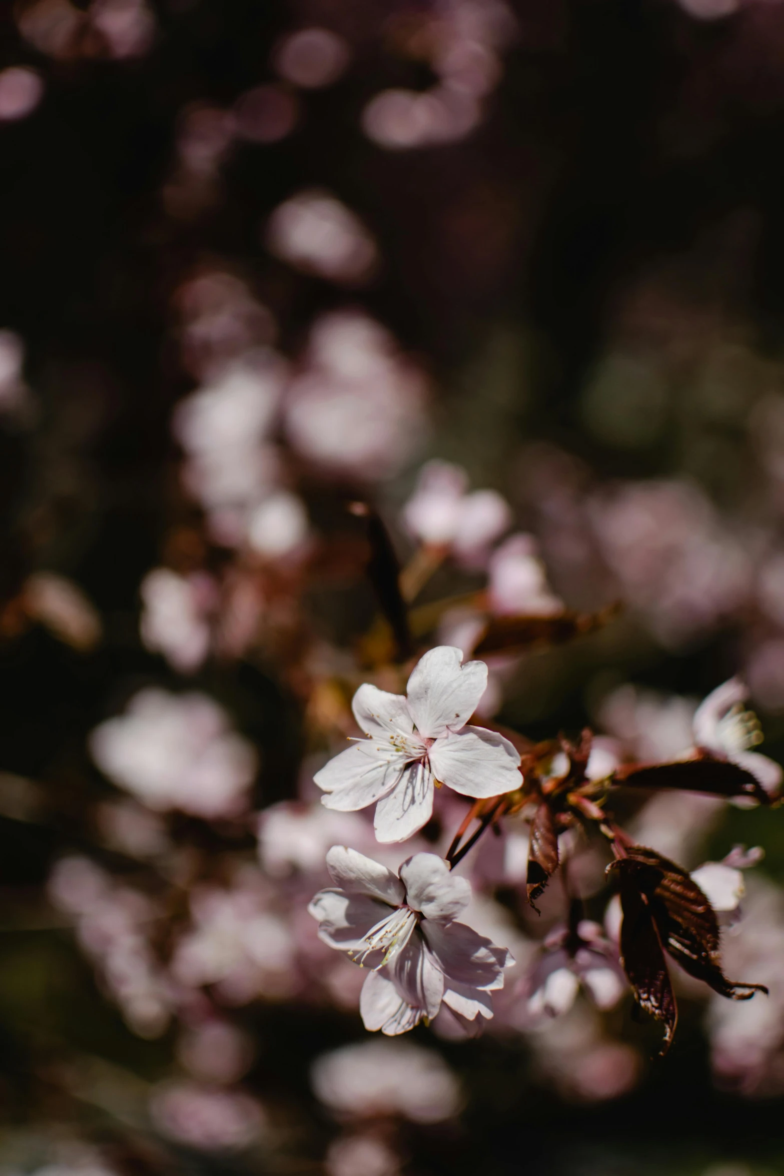 a bunch of flowers that are on a tree, a picture, by Niko Henrichon, trending on unsplash, romanticism, no cropping, lush sakura, alessio albi, close-up photograph