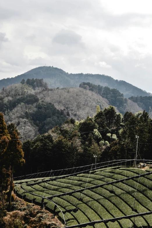 a lush green field with mountains in the background, inspired by Sesshū Tōyō, trending on unsplash, sōsaku hanga, background: assam tea garden, shibuya prefecture, with dark trees in foreground, terraces