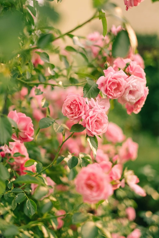a bush of pink roses in a garden, by Eizan Kikukawa, trending on unsplash, romanticism, made of glazed, petite, mint, radiant soft light