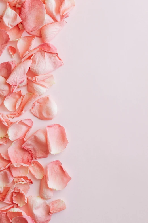 a close up of pink petals on a white surface, an album cover, ((pink)), no text, background image, promo image