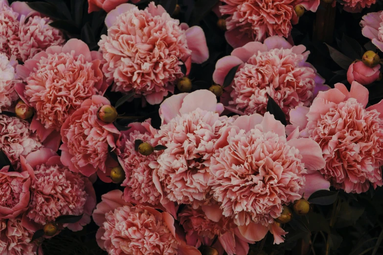 a close up of a bunch of pink flowers, pexels contest winner, art nouveau, slightly tanned, carnation, thumbnail, black peonies