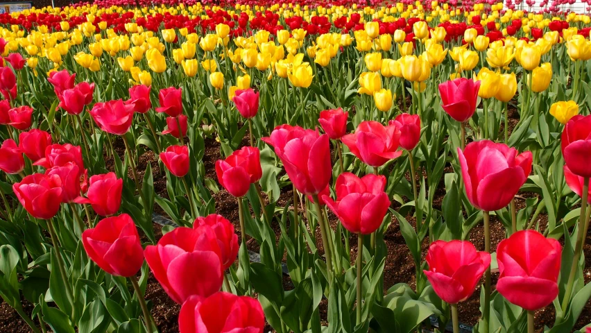 a field full of red and yellow tulips, by Kristin Nelson, pexels, youtube thumbnail, beijing, pink and yellow, no cropping