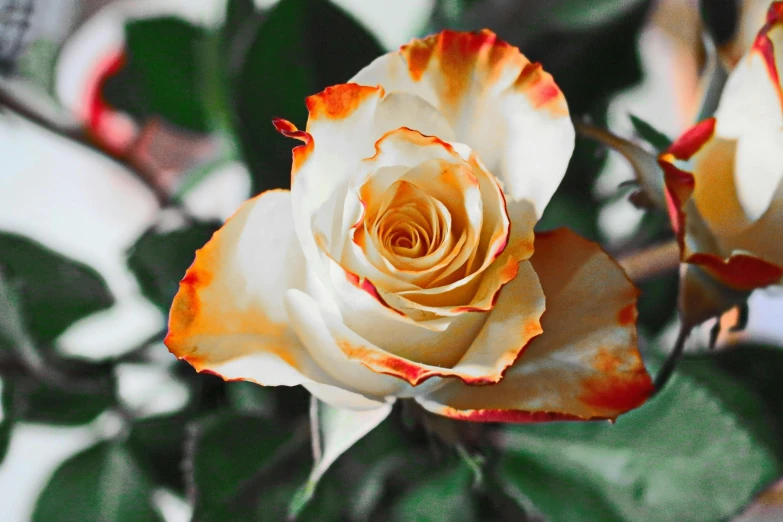 a close up of a white and orange rose, inspired by Elsa Bleda, trending on pexels, covered in flame porcelain vine, ( ultra realistic, a handsome, slightly tanned