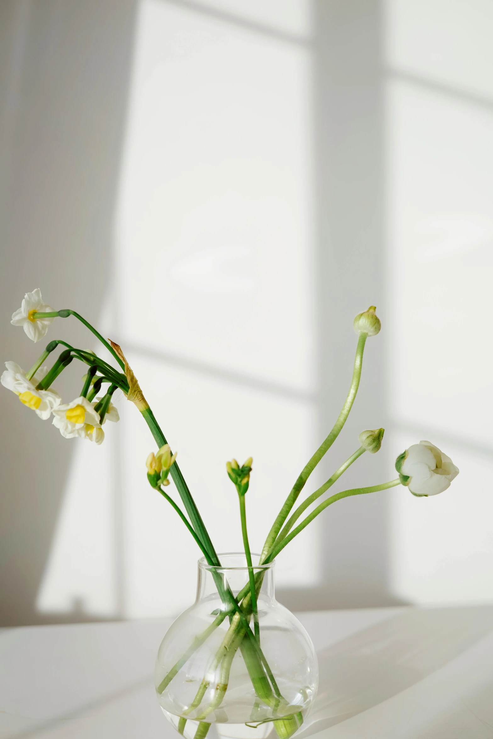 a vase filled with flowers sitting on top of a table, by Frances Jetter, minimalism, chamomile, glassy fracture, natural light in room, sprouting