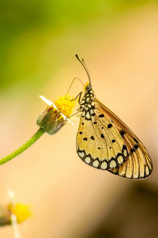 a butterfly sitting on top of a yellow flower, lit from the side, biodiversity, speckled, no cropping