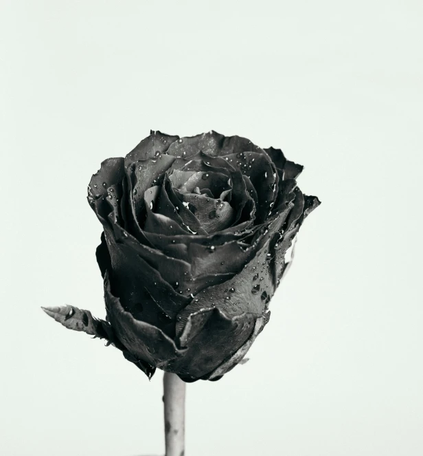 a black rose sitting on top of a table, by Carey Morris, pexels contest winner, on a gray background, sharp black skin, ultra high detailed, isolated on white background