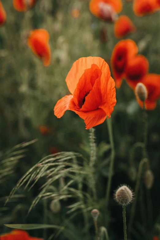 a field filled with lots of red flowers, by Jessie Algie, pexels contest winner, poppy, dark grey and orange colours, medium format. soft light, looking left