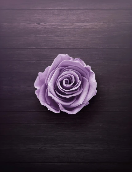 a purple rose sitting on top of a wooden table