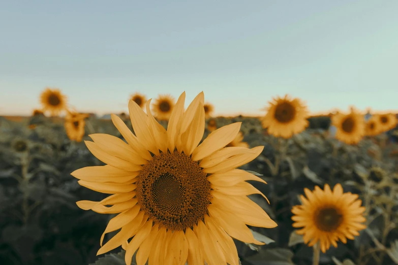 a field of sunflowers with a blue sky in the background, pexels contest winner, trending on vsco, warm glow, shades of gold display naturally, colors: yellow