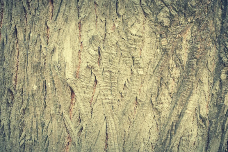 a close up of the bark of a tree, an album cover, inspired by Edgar Schofield Baum, unsplash, vintage saturation, ancient”, instagram photo, grain”