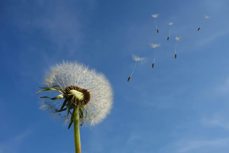 a dandelion blowing in the wind against a blue sky, pexels contest winner, hurufiyya, flying in formation, 15081959 21121991 01012000 4k, taken in the late 2010s, abundant fruition seeds