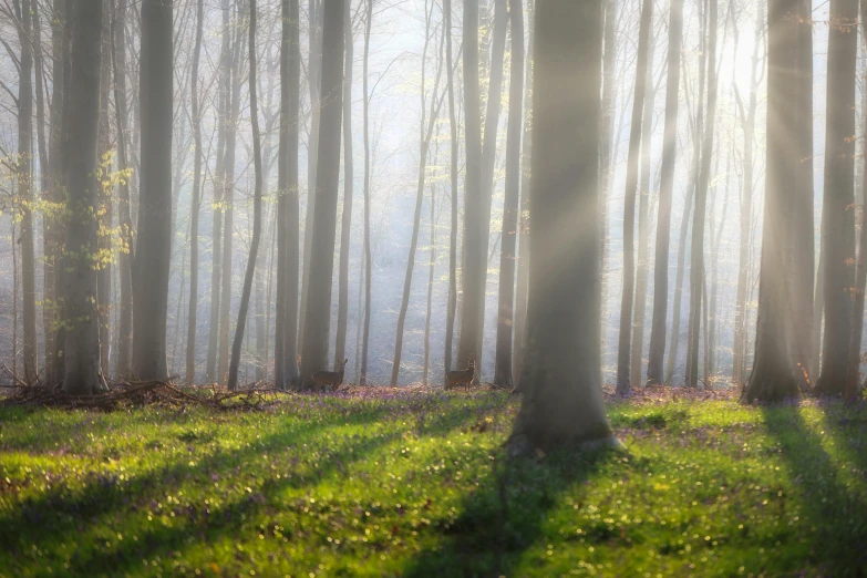 the sun shines through the trees in a foggy forest, by Eglon van der Neer, pexels contest winner, forest floor, light wood, springtime morning, multiple stories