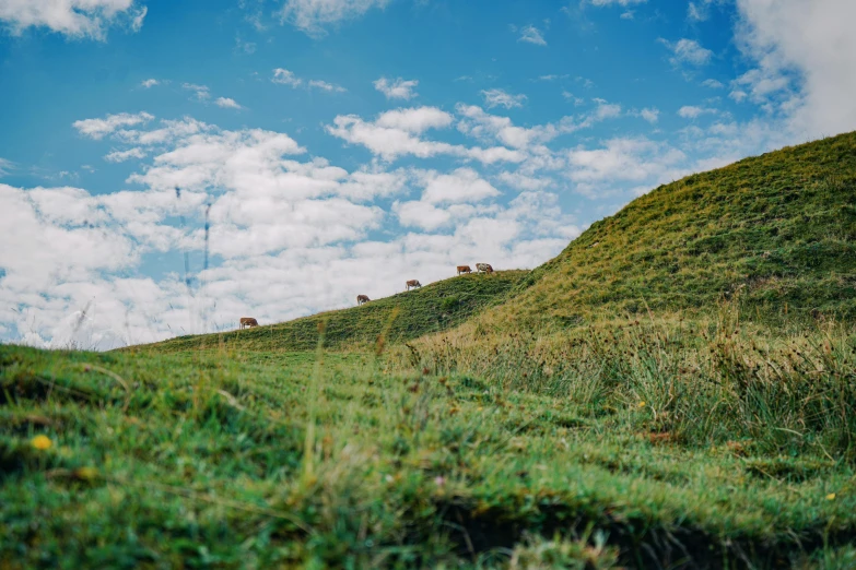 a herd of cattle standing on top of a lush green hillside, an album cover, unsplash, land art, northern france, low angle shot, landscape 35mm veduta photo, sheep grazing