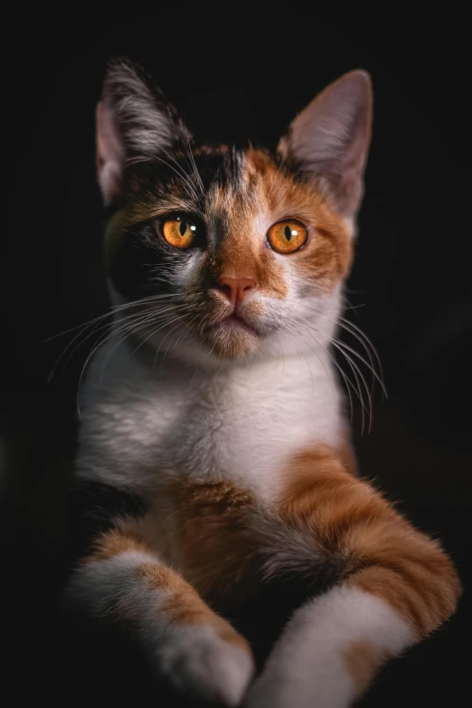 a cat that is laying down in the dark, a portrait, pexels contest winner, calico, with pointy ears, gif