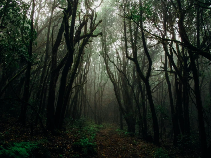 a foggy forest filled with lots of trees, inspired by Elsa Bleda, unsplash contest winner, australian tonalism, ancient forest like fanal forest, vines hanging from trees, ((forest)), where lovecraftian horrors roam