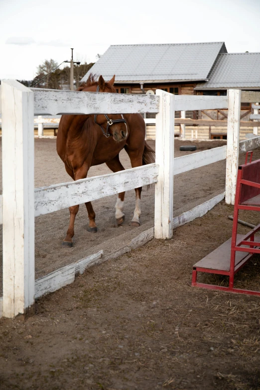a brown horse standing next to a white fence, balance beams, embarrassing, rides, next to a red barn