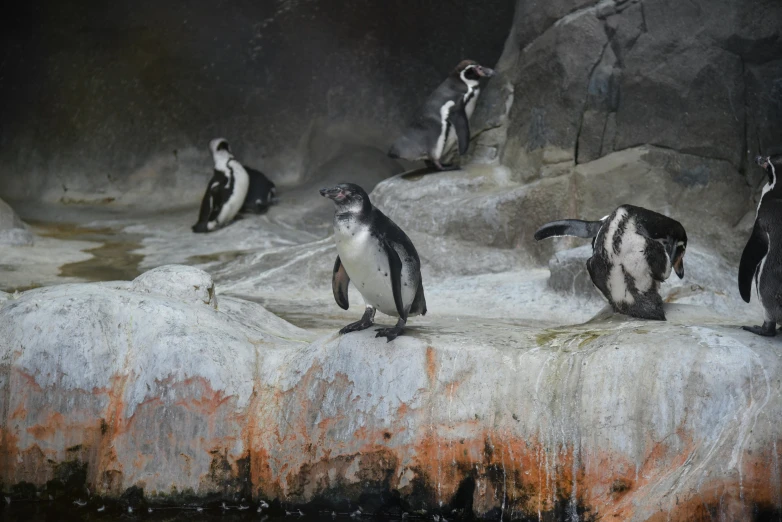 a group of penguins standing on top of a rock, biodome, fan favorite, portrait mode photo, splashing