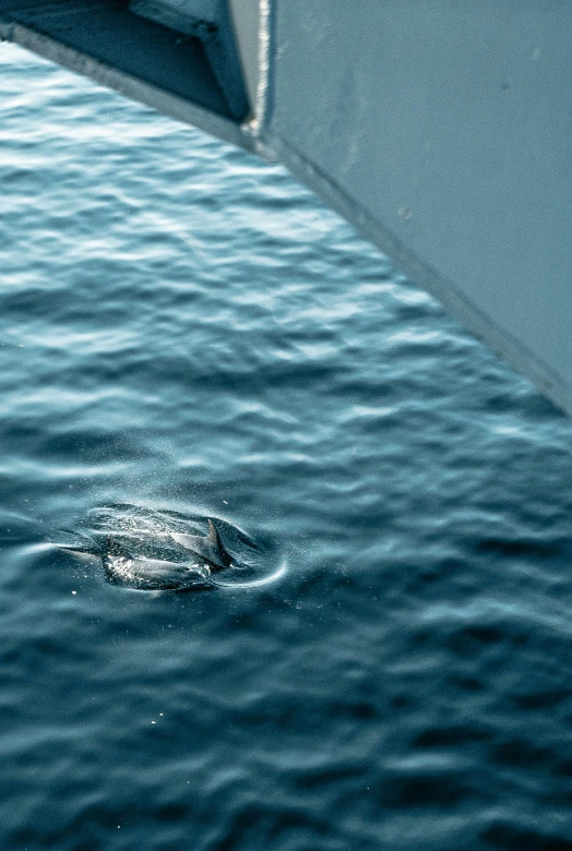 a turtle swimming in a body of water, on a yacht at sea, long flowing fins, today's featured photograph, grey