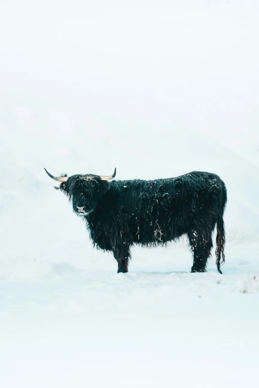 a black cow standing on top of a snow covered field