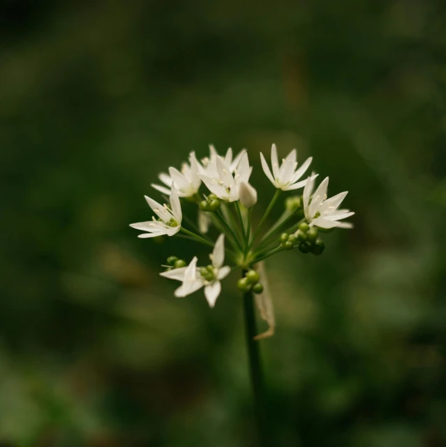 a white flower sitting on top of a lush green field, a macro photograph, by Emma Andijewska, hurufiyya, valerian, tiny stars, in a woodland glade, surrounding onions