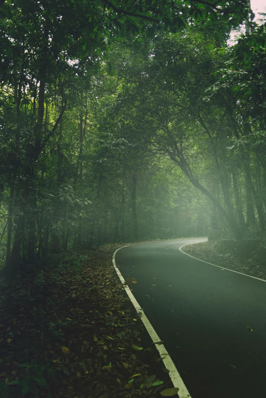 a winding road in the middle of a forest, an album cover, inspired by Elsa Bleda, sumatraism, sri lanka, haunted, in a gentle green dawn light, single street