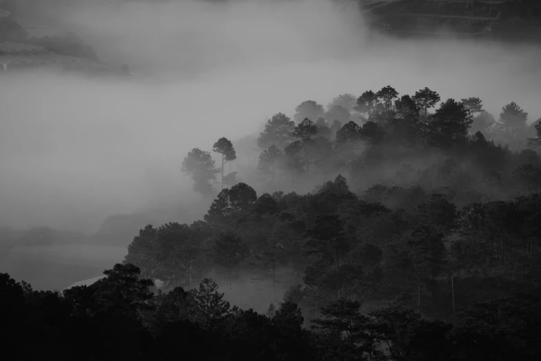 a black and white photo of a foggy forest, unsplash contest winner, jungles of vietnam beautiful, hillside, hong soonsang, brown mist