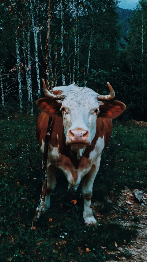 a brown and white cow standing on top of a grass covered field, inspired by Elsa Bleda, pexels contest winner, renaissance, in forest, low quality instant camera photo, face of an ox, college