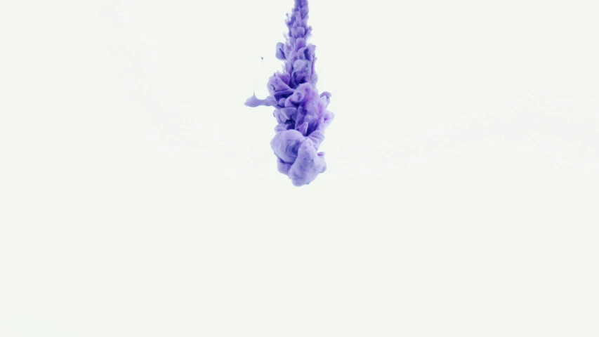 a purple flower floating in a body of water, an abstract sculpture, inspired by Yves Klein, unsplash, generative art, white sky, low quality footage, hyacinth, ue 5