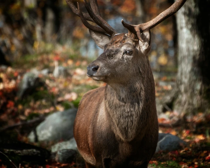 a deer standing in the middle of a forest, during autumn, fan favorite, 8k photo, portrait mode photo
